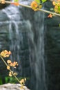 Small orange and yellow flowers on branches in front of a lush Thai park`s waterfall. Royalty Free Stock Photo