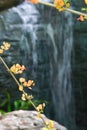 Small orange and yellow flowers on branches in front of a lush Thai park`s waterfall. Royalty Free Stock Photo