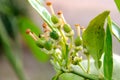 Baby Citrus Fruit Blooming