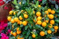 Small oranges on a tree Royalty Free Stock Photo