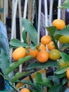 Small oranges in a tree Royalty Free Stock Photo