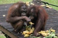Small Orangutans Feeding Royalty Free Stock Photo