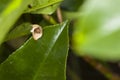 Small orb weaver tucked inside a dead leaf, huddles up while waiting for prey