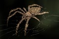 Small Orbweaver Spider Royalty Free Stock Photo