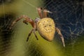 Small Orbweaver Spider Royalty Free Stock Photo