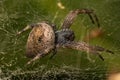 Small Orbweaver Spider Royalty Free Stock Photo