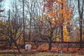 Small orchard at the gardens in the fall in Grand Rapids Michigan