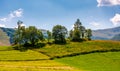 Small orchard on a grassy rural field