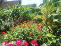 Small orchard planted with bananas, eggplants and many zinnias