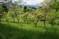 Small orchard