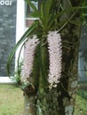 Small orchid hangging at the tree beautiful Royalty Free Stock Photo