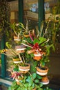 Small orchid plant pot with green leaf color and no flower set collection in indonesia