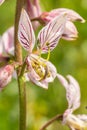 Small orchid white color is blosome in th forest Royalty Free Stock Photo