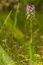 Small orchid white color is blosome in th forest Royalty Free Stock Photo