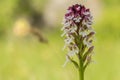 Small orchid white color is blosome in th forest Royalty Free Stock Photo