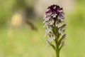 Small orchid white color is blosome in th forest Royalty Free Stock Photo