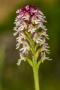 Small orchid white color is blosome in th forest Royalty Free Stock Photo