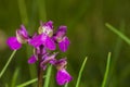 Small orchid white color is blosome in th forest Royalty Free Stock Photo