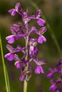 Small orchid white color is blosome in th forest