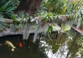 Small orchids with Spanish moss hanging on the trunk of a tree