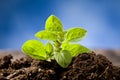 Small Oregano Plant Royalty Free Stock Photo