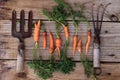 Small organic carrots among garden tools Royalty Free Stock Photo