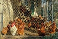 Small organic chicken farm outdoor, outside a countryside farmer house