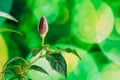 Small Organic Pepper Plant Growing On Garden Bed Plantation In Spring Season. Green Sprout With Leaves Growing From Soil Royalty Free Stock Photo