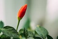 Small Organic Red Peppers Plant Growing On Garden Bed Plantation In Spring Season. Green Sprout With Leaves Growing From Royalty Free Stock Photo