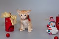 Small oriental kitten and New Year decorations