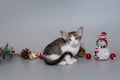 Small oriental kitten and New Year decorations