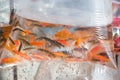 Small ornamental fish in a plastic bag