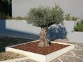 Small ornamental olive tree in a flower bed on urban sidewalk