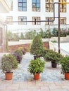 Decorative potted bushes in the street. Small ornamental plants in pots stand on the adjacent territory near the curb Royalty Free Stock Photo
