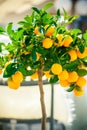 Small ornamental tangerine tree