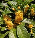 Small osmanthus fragrans blossoms in sunny autumn