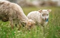 Small ouessant or Ushant sheep lamb grazing on dandelion stalks, another animal near Royalty Free Stock Photo