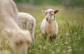 Small ouessant or Ushant sheep lamb grazing on dandelion stalks, another animal near Royalty Free Stock Photo