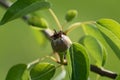 Small ovaries of pear fruit on a young william pear tree in orchard, flowers has just turned into fruit, pyrus communis