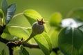Small ovaries of pear fruit on a young william pear tree in orchard, flowers has just turned into fruit, pyrus communis Royalty Free Stock Photo