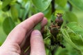 Small ovaries of pear fruit on a young william pear tree in orchard, flowers has just turned into fruit, pyrus communis