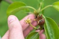 Small ovaries of pear fruit on a young william pear tree in orchard, flowers has just turned into fruit, pyrus communis