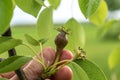 Small ovaries of pear fruit on a young william pear tree in orchard, flowers has just turned into fruit, pyrus communis