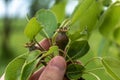 Small ovaries of pear fruit on a young william pear tree in orchard, flowers has just turned into fruit, pyrus communis