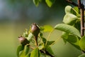 Small ovaries of pear fruit on a young william pear tree in orchard, flowers has just turned into fruit, pyrus communis