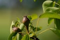 Small ovaries of pear fruit on a young william pear tree in orchard, flowers has just turned into fruit, pyrus communis