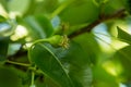 Small ovaries of pear on tree branch. Pear branch with young fruits. Springtime, selective focus