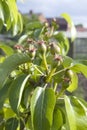 Small ovaries of pear on tree branch. Pear branch with young fruits Spring time in the orchard garden Selective focus