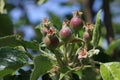 Small ovaries of pear on a tree branch. Pear branch with young fruits ovaries. Spring time in the orchard.