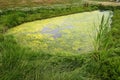 A small overgrown pond, chamomile and clover Royalty Free Stock Photo